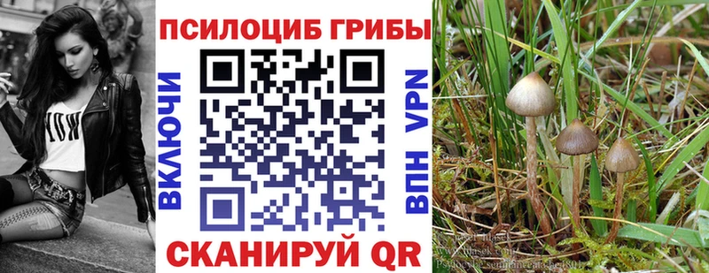 Купить  Камешково  Галлюциногенные грибы прущие грибы 